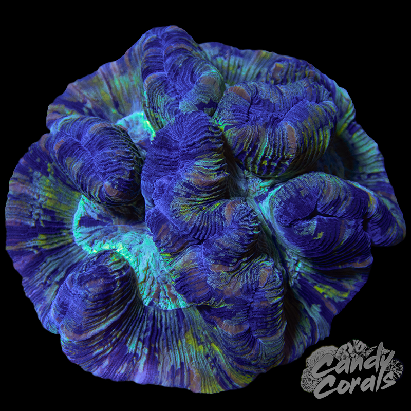 Trachyphyllia WYSIWYG 36
