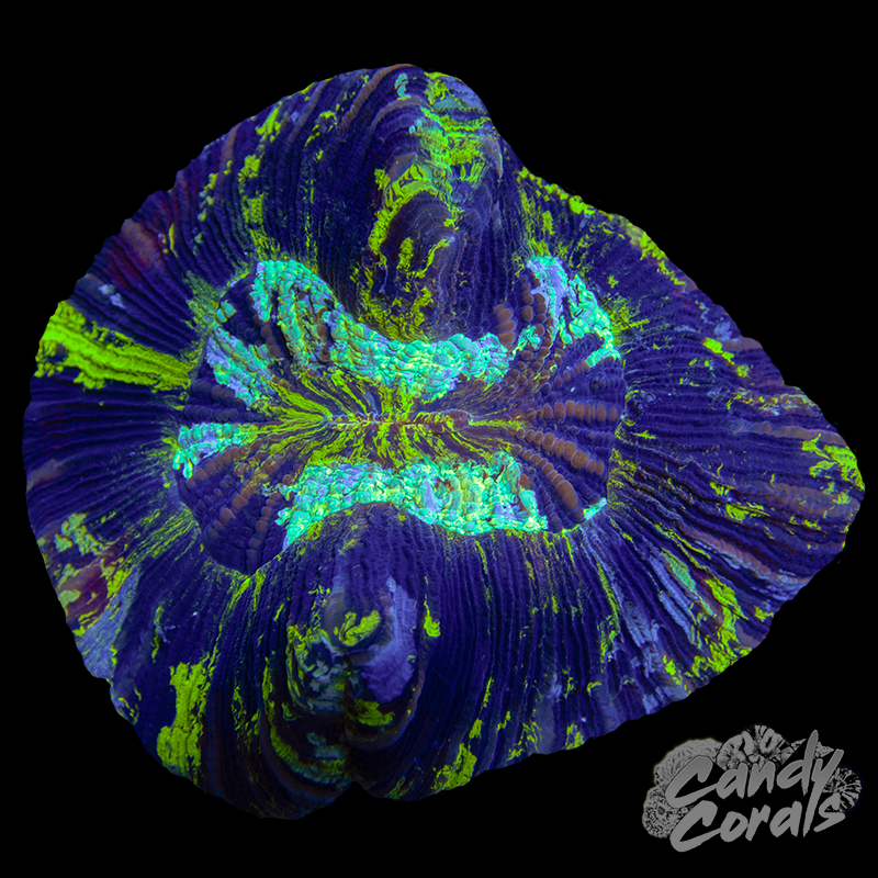 Yellow and Purple Trachyphyllia WYSIWYG 93