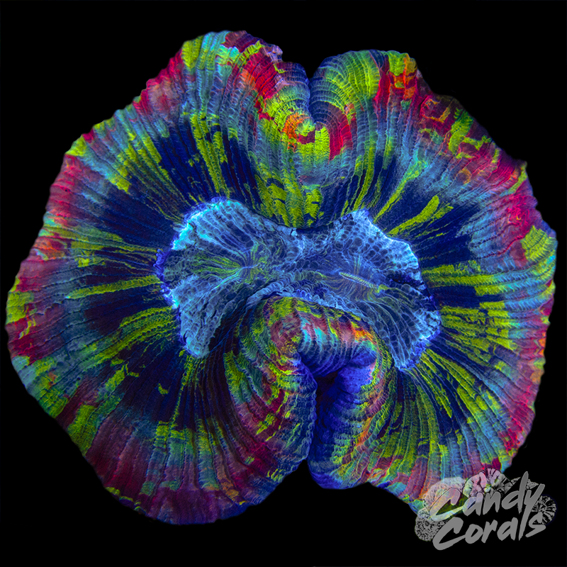 Rainbow Trachyphyllia WYSIWYG 10
