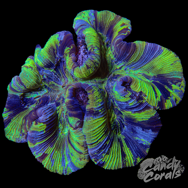 Trachyphyllia WYSIWYG 15