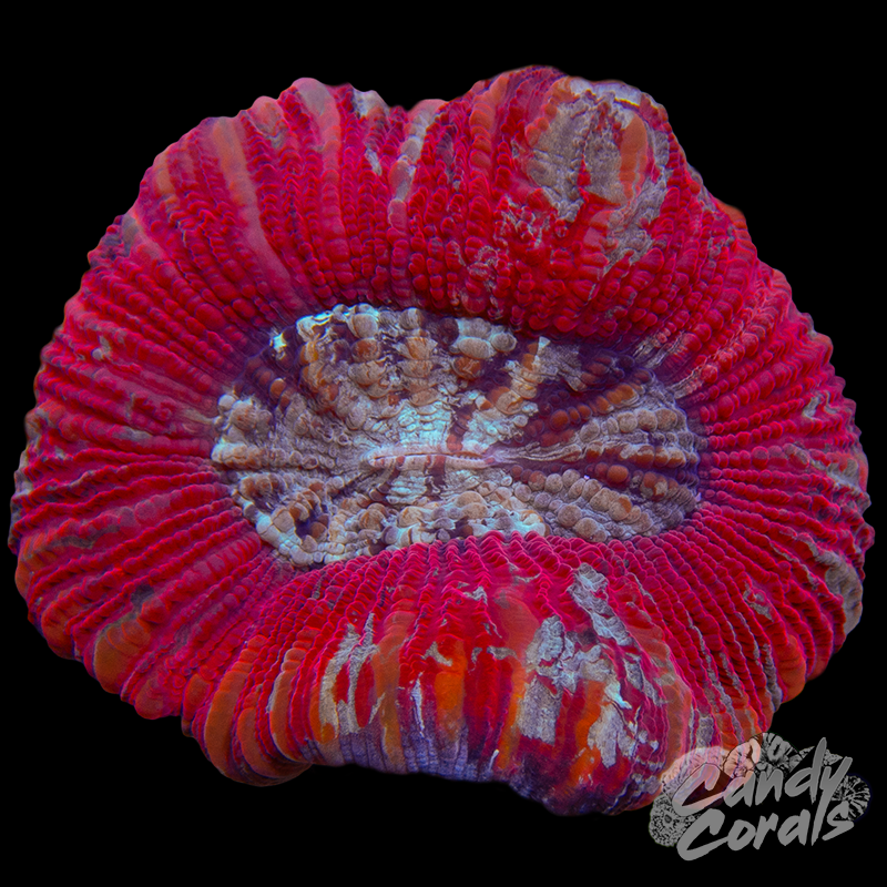 Rainbow Trachyphyllia WYSIWYG 82