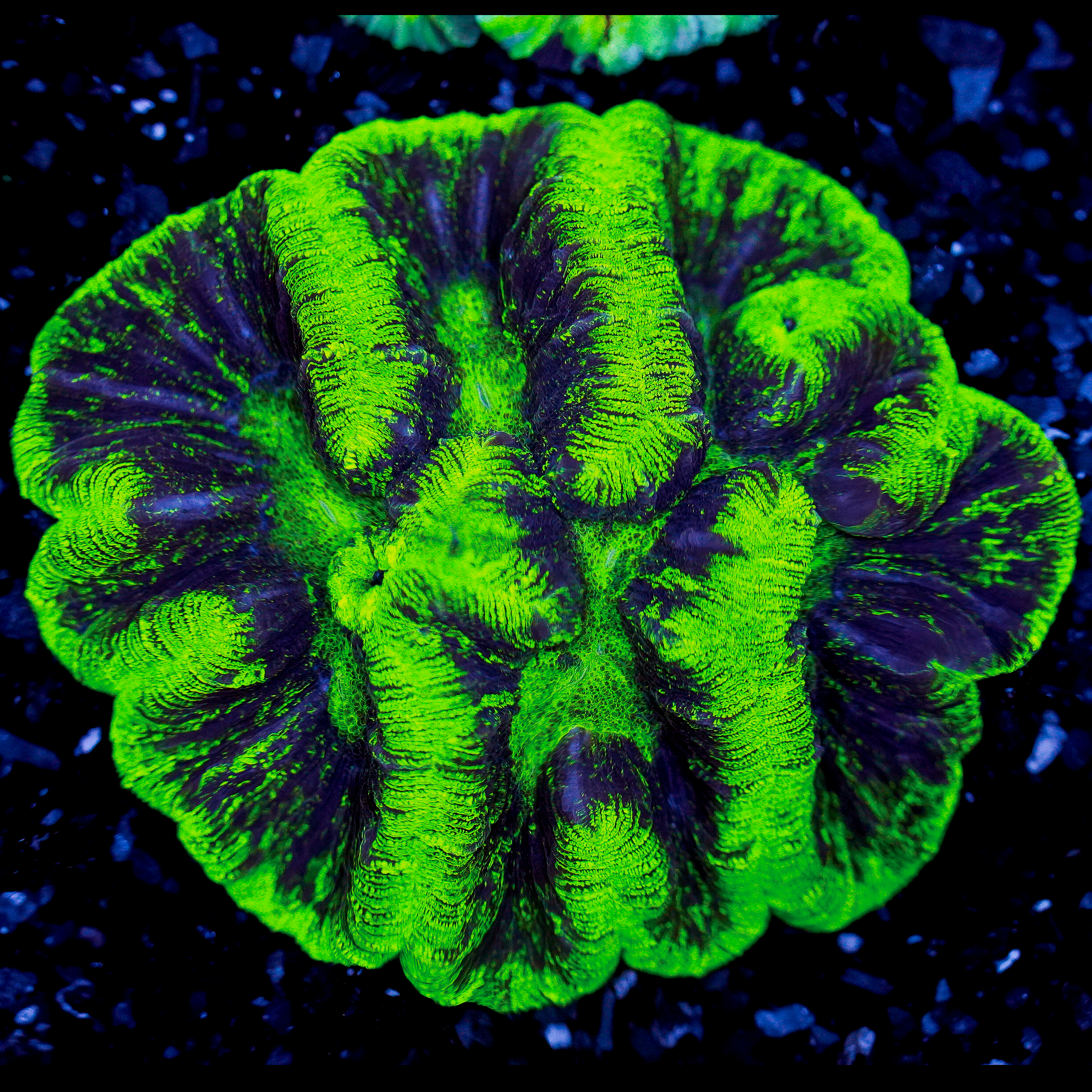 Metallic Trachyphyllia WYSIWYG 12