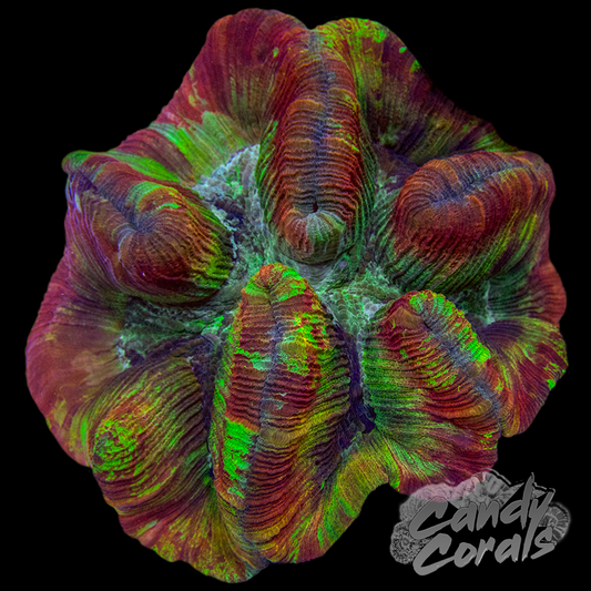 Rainbow Trachyphyllia WYSIWYG 65