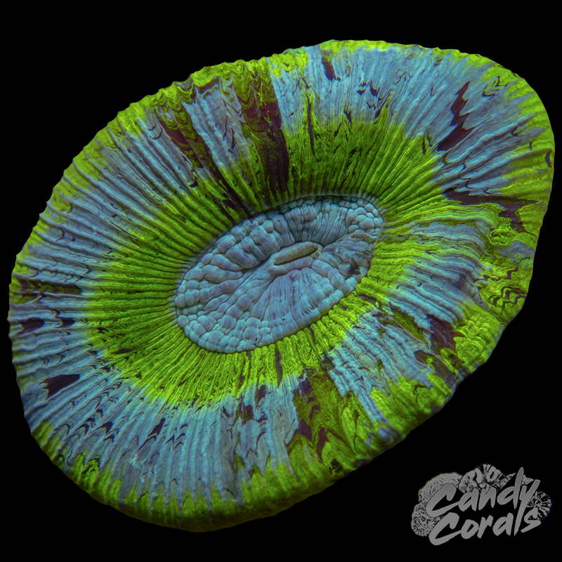 Small Assorted Pastel Green Trachyphyllia