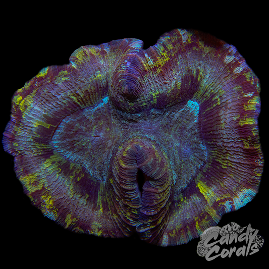 Rainbow Trachyphyllia WYSIWYG 85