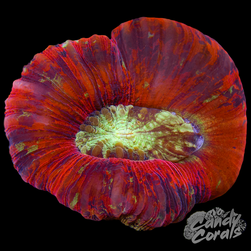 XS Rainbow Trachyphyllia WYSIWYG 16