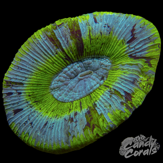 Small Rainbow Trachyphyllia WYSIWYG 101