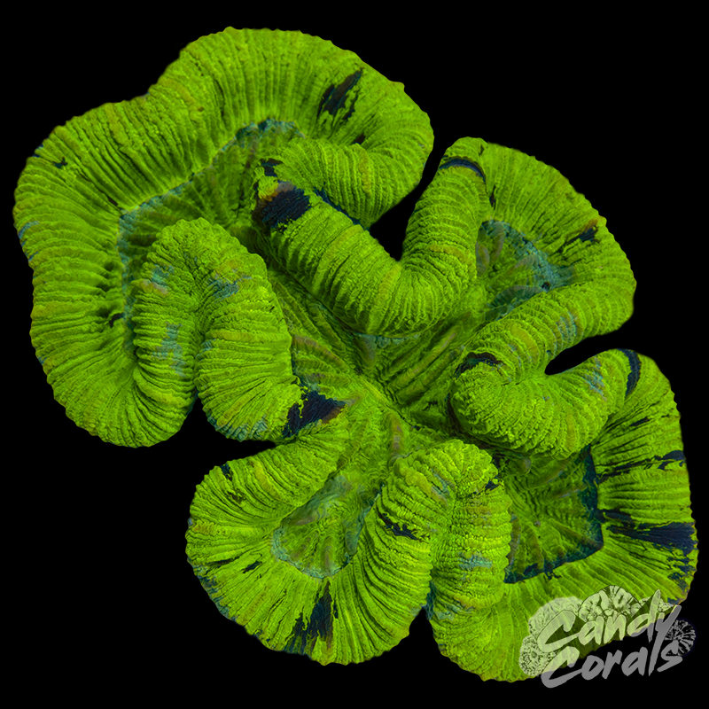 Ultra  Trachyphyllia WYSIWYG 22