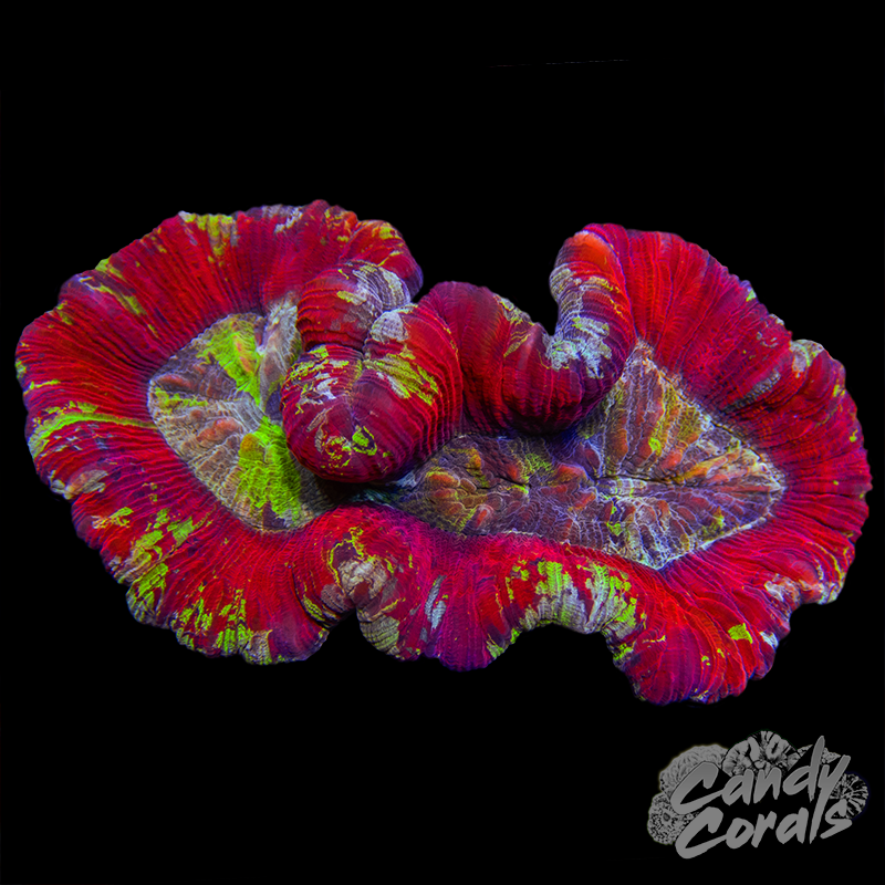 Trachyphyllia WYSIWYG 33