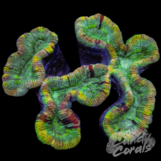 Ultra Rainbow Trachyphyllia WYSIWYG 16