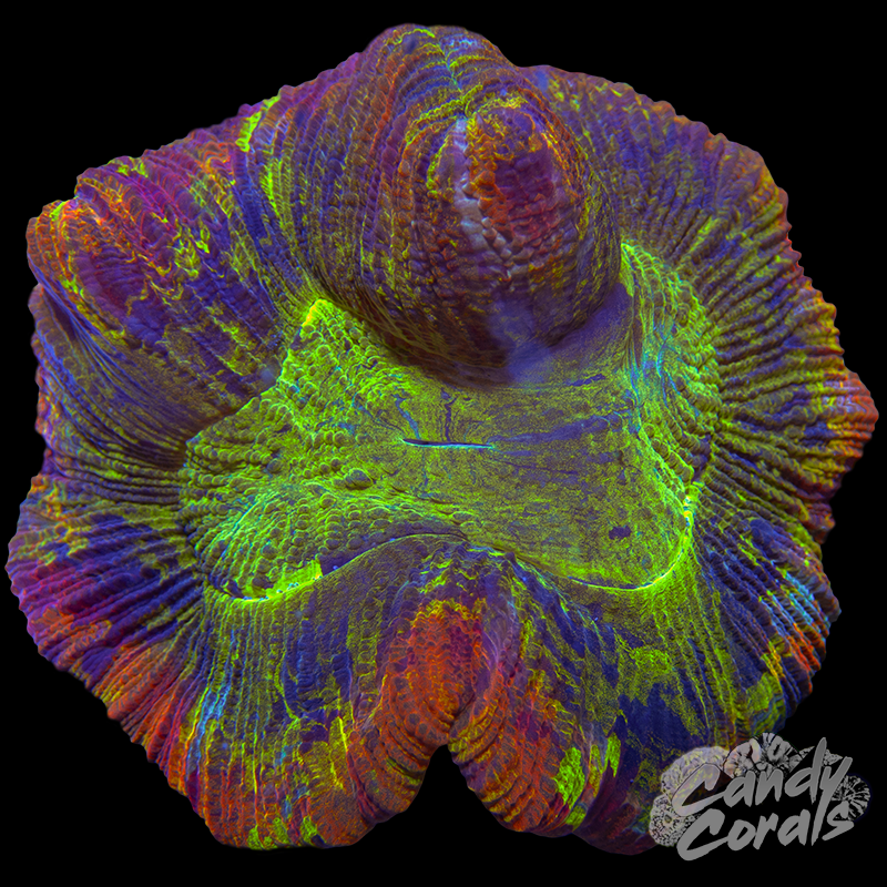 Ultra Trachyphyllia WYSIWYG 5