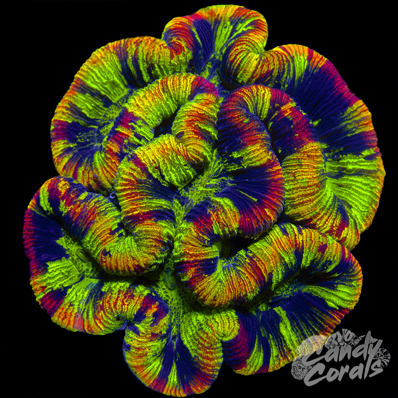 Aussie Rainbow Trachyphyllia WYSIWYG 90