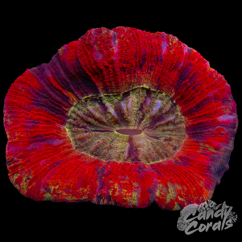 Rainbow Trachyphyllia WYSIWYG 11