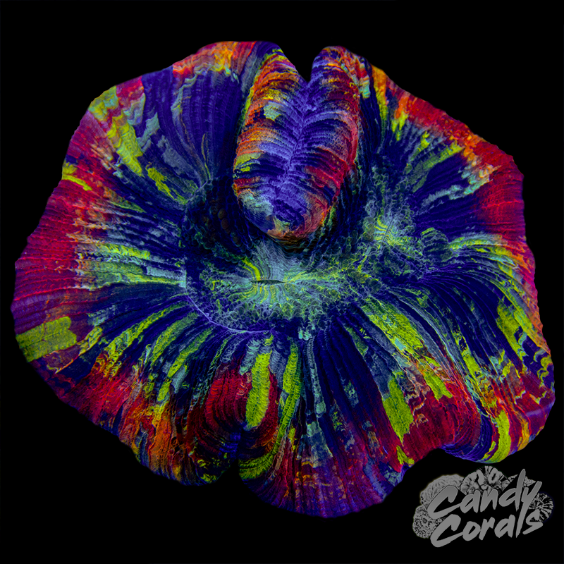 Rainbow Trachyphyllia WYSIWYG 11