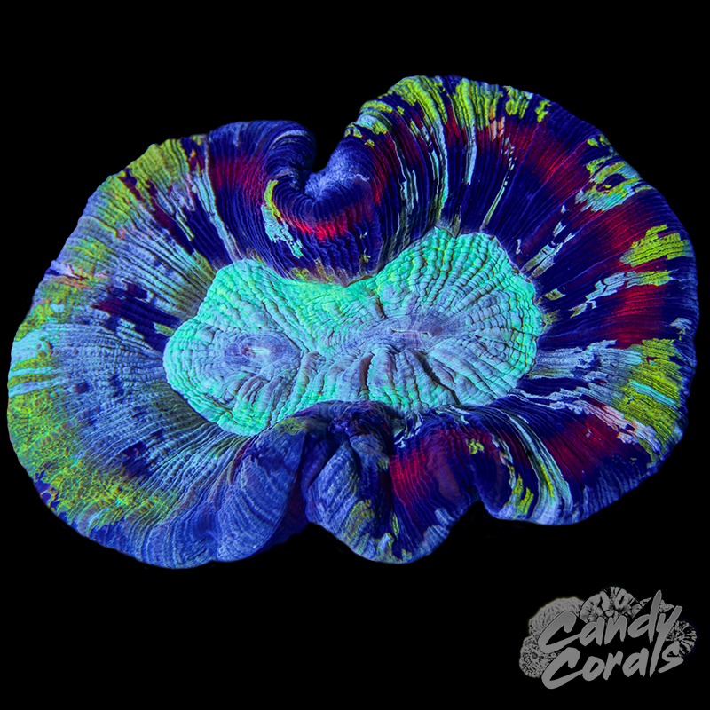 Rainbow Trachyphyllia WYSIWYG 18