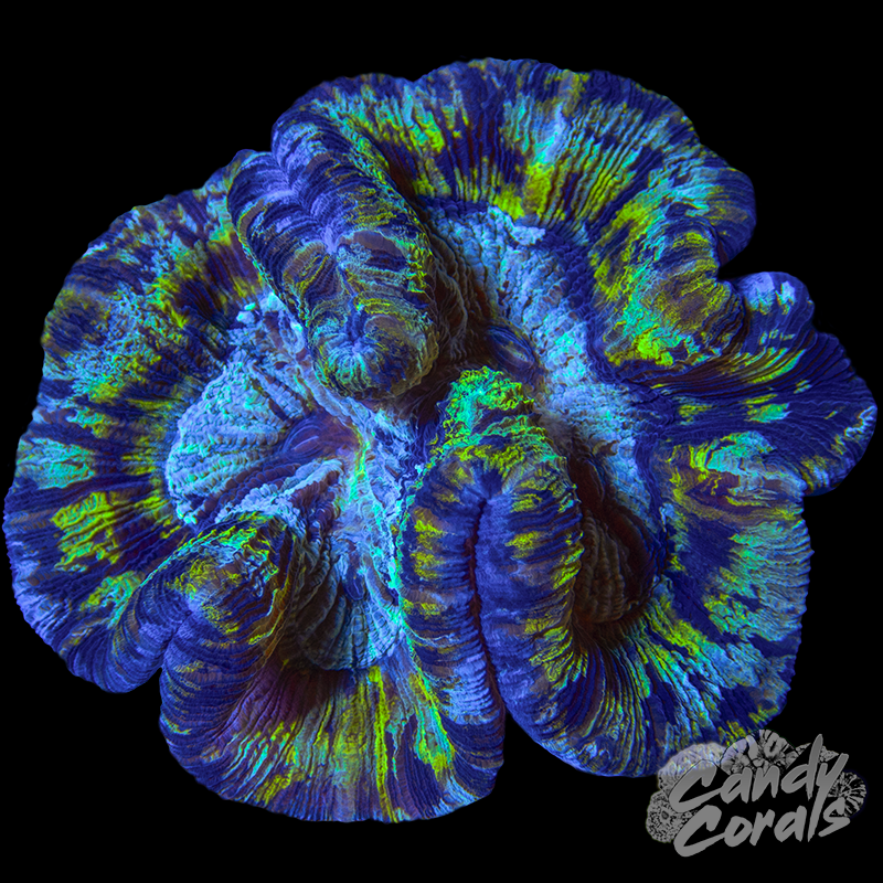 Rainbow Trachyphyllia WYSIWYG 41