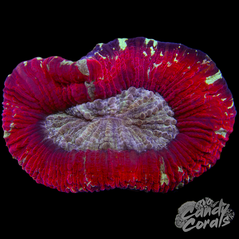 Trachyphyllia WYSIWYG 25