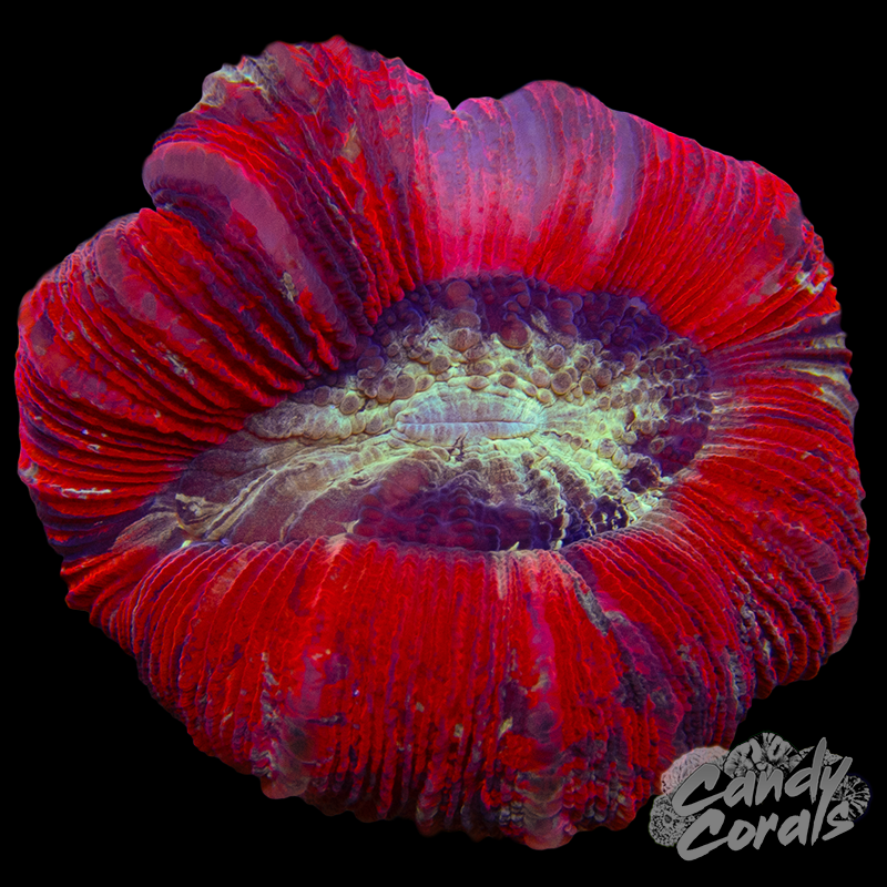 Rainbow Trachyphyllia WYSIWYG 81