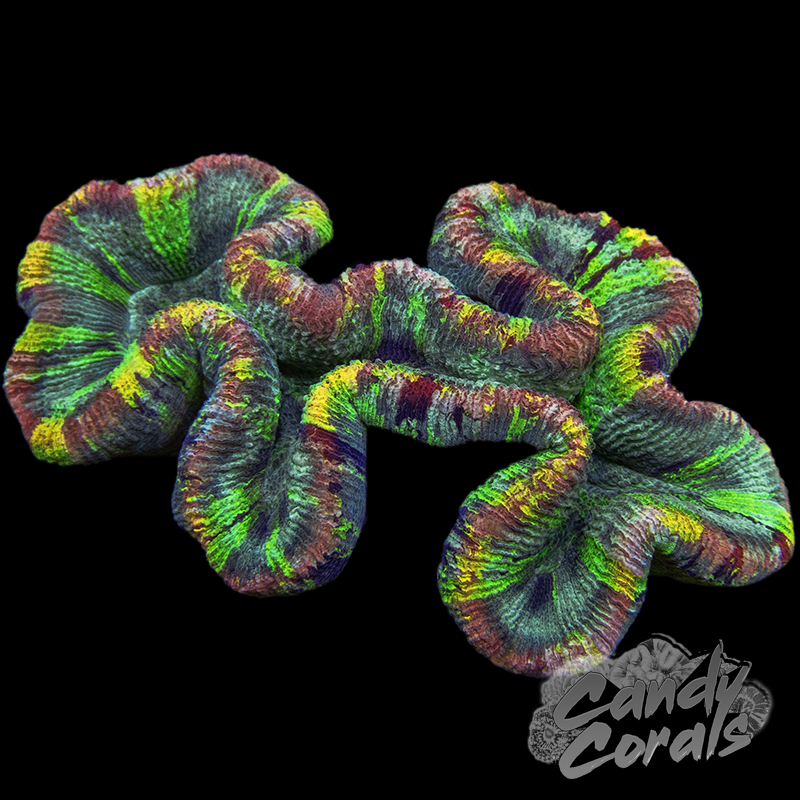 Rainbow Trachyphyllia WYSIWYG 69