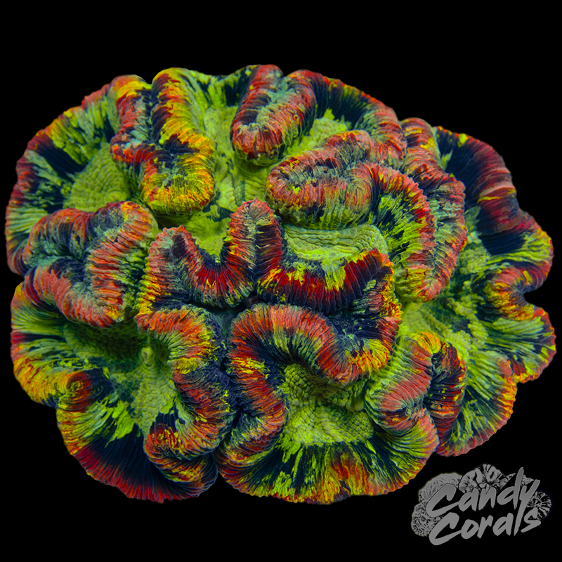Rainbow Trachyphyllia WYSIWYG 23