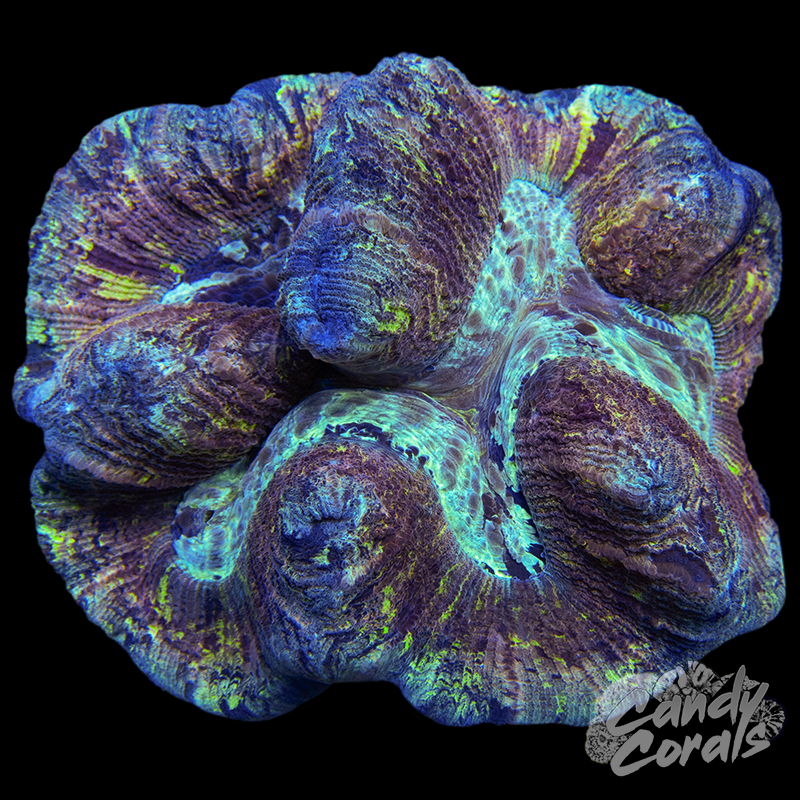 Rainbow Trachyphyllia WYSIWYG 130