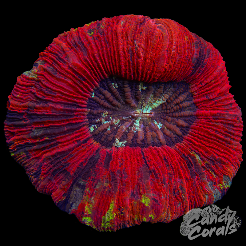 Rainbow Trachyphyllia WYSIWYG 83