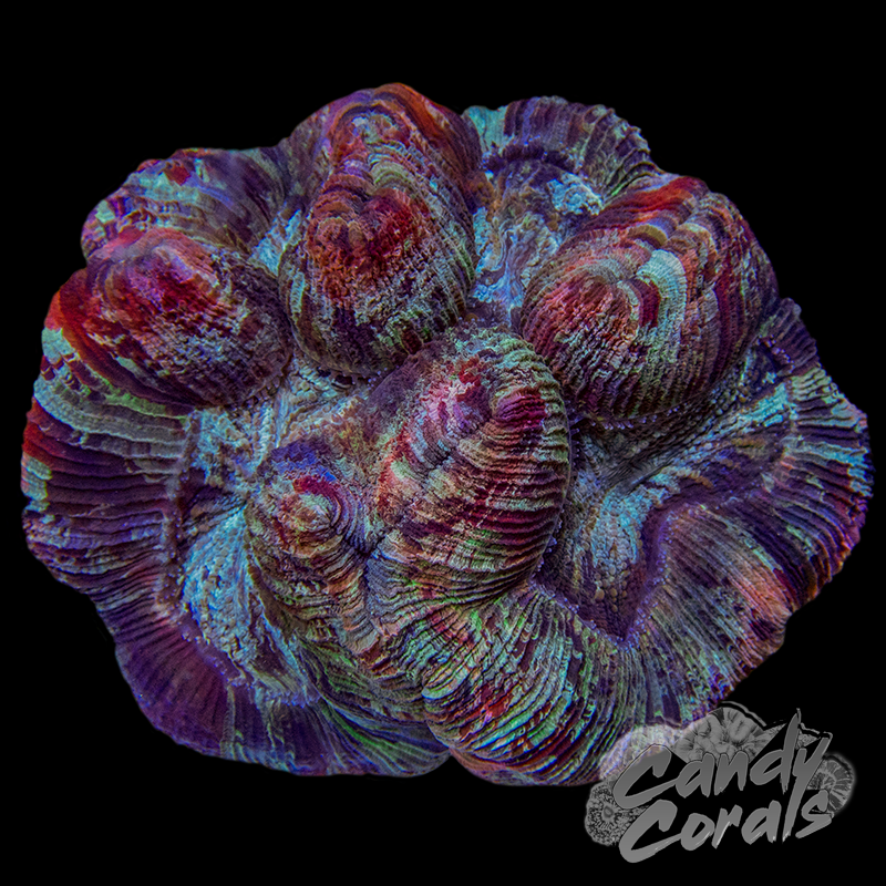 Rainbow Trachyphyllia WYSIWYG 66