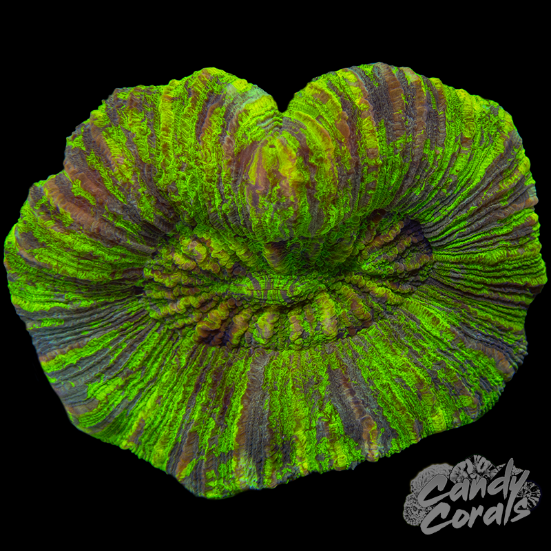 Rainbow Trachyphyllia WYSIWYG 17