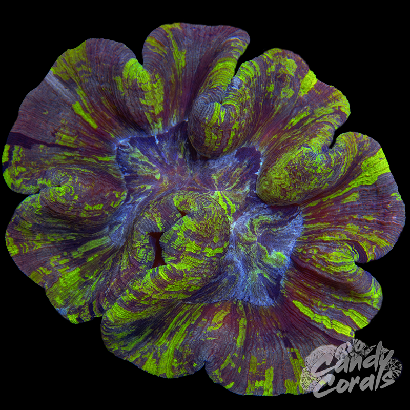 Rainbow Trachyphyllia WYSIWYG 86