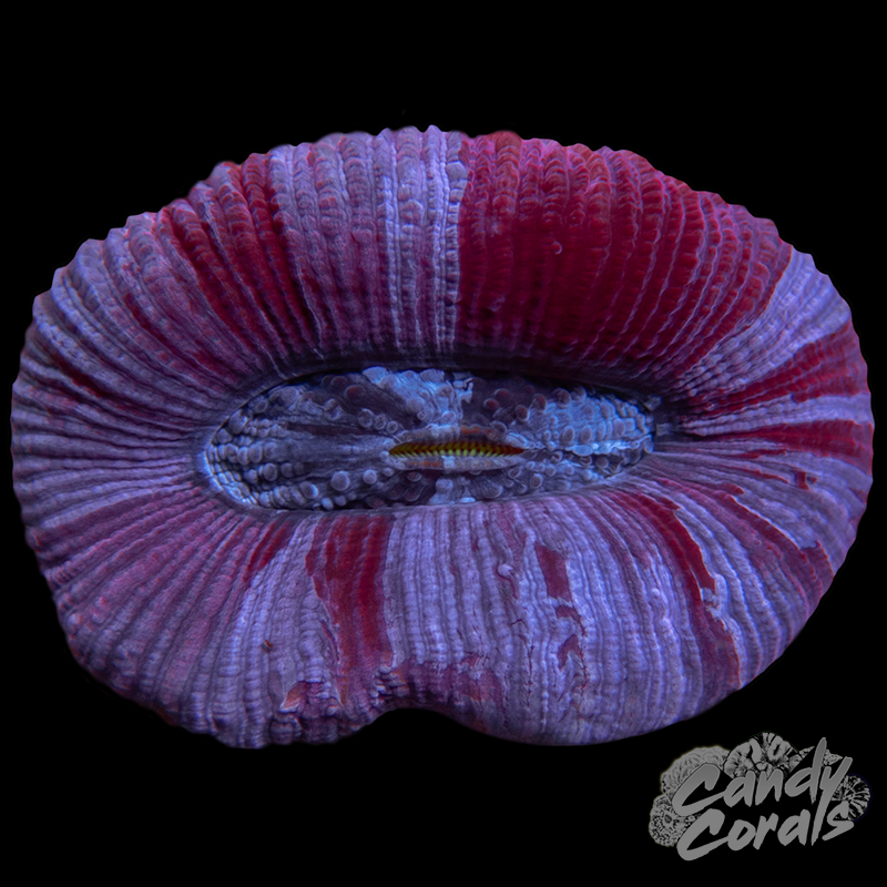 Small Rainbow Trachyphyllia WYSIWYG 102