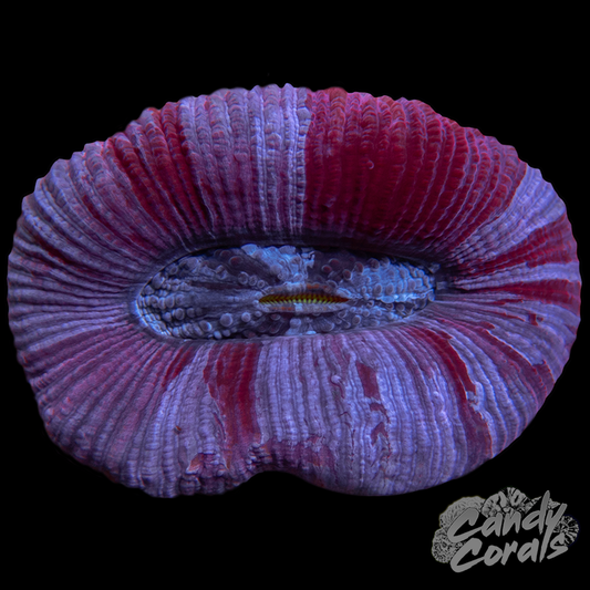 Small Rainbow Trachyphyllia WYSIWYG 102