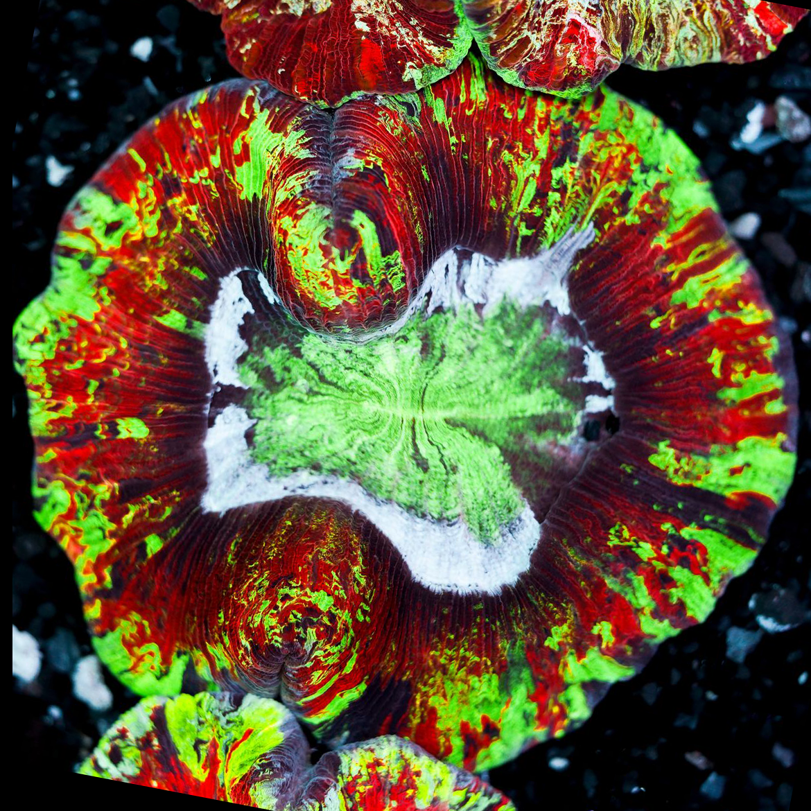Rainbow Trachyphyllia WYSIWYG 12