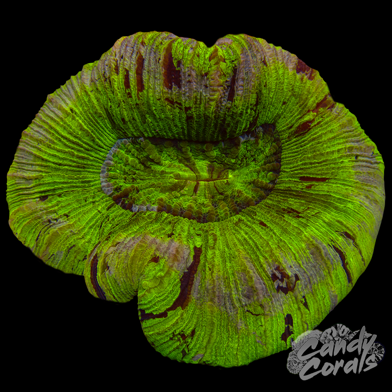 Rainbow Trachyphyllia WYSIWYG 96