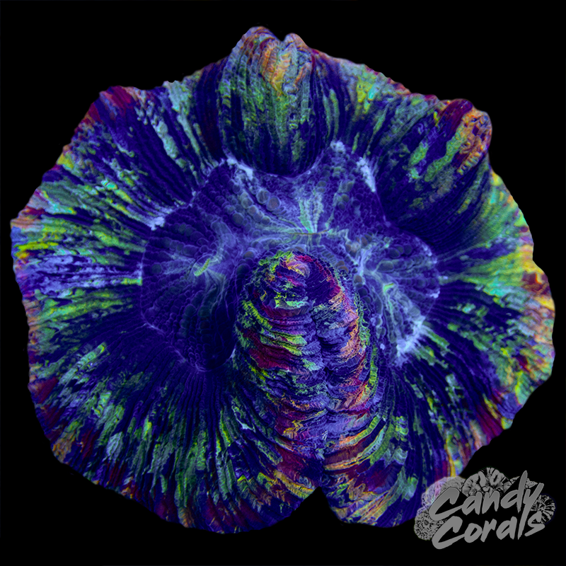 Rainbow Trachyphyllia WYSIWYG 12