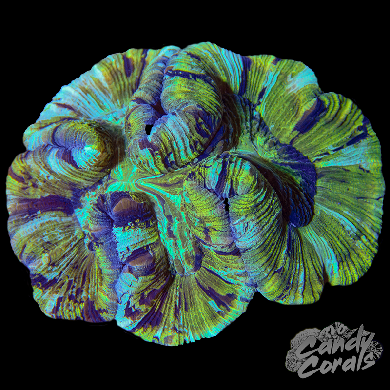 Trachyphyllia WYSIWYG 22