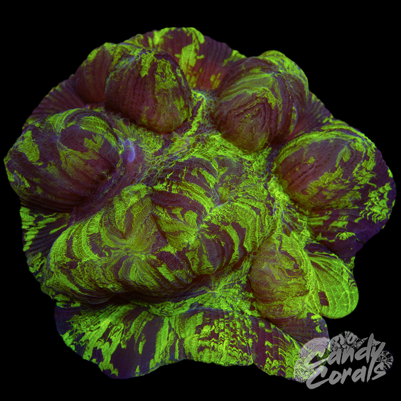 Ultra Trachyphyllia WYSIWYG 69
