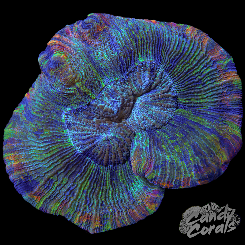 Rainbow Rim Trachyphyllia WYSIWYG 6