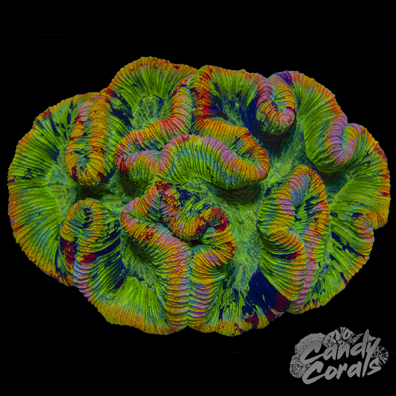 Aussie Rainbow Trachyphyllia WYSIWYG 91