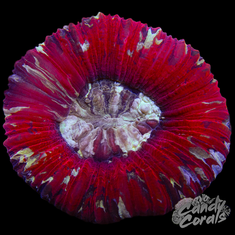 Trachyphyllia WYSIWYG 28