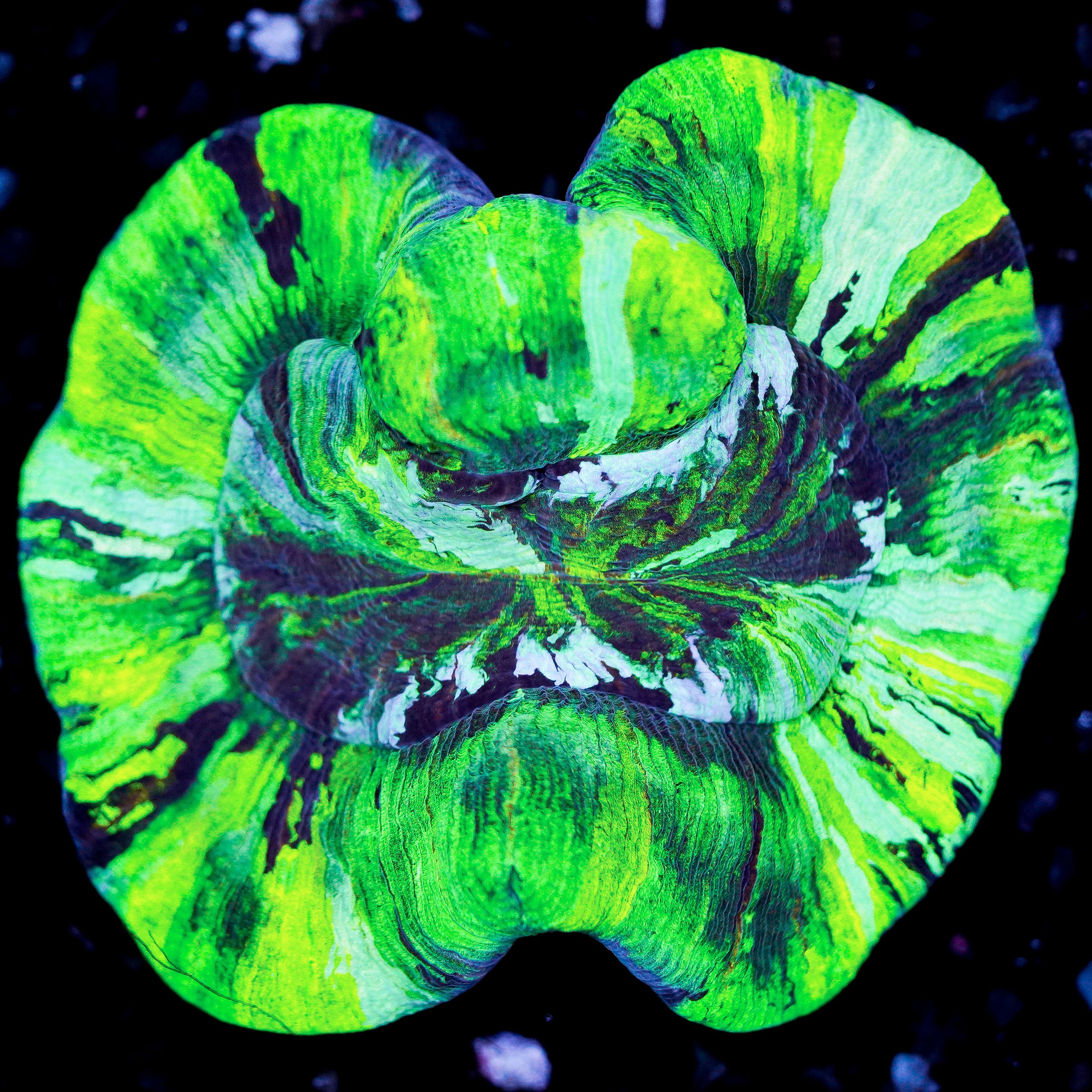 Trachyphyllia WYSIWYG 17
