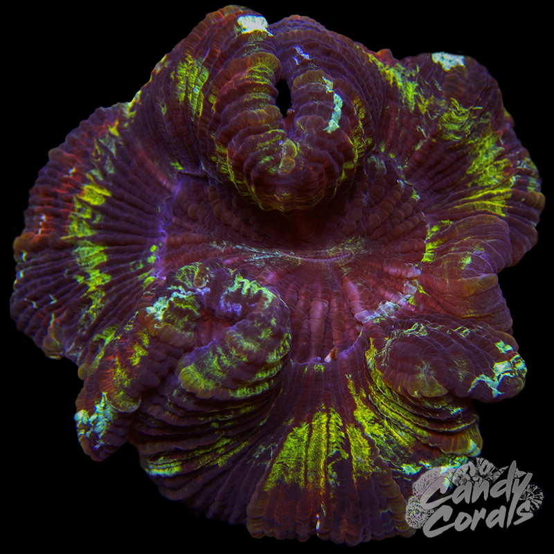Rainbow Trachyphyllia WYSIWYG 74