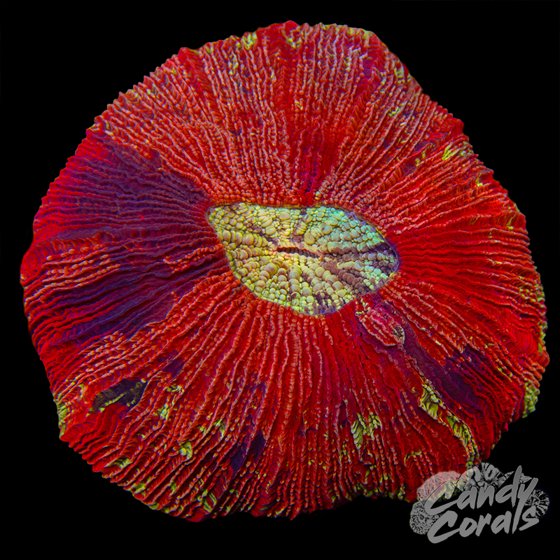 Rainbow Trachyphyllia WYSIWYG 85