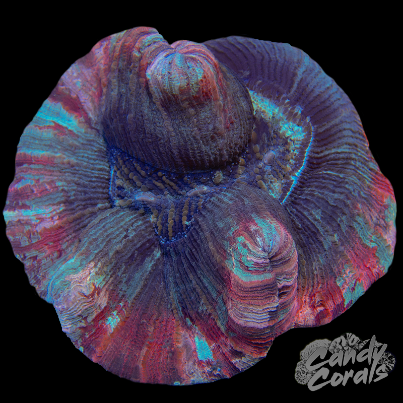 Rainbow Trachyphyllia WYSIWYG 44