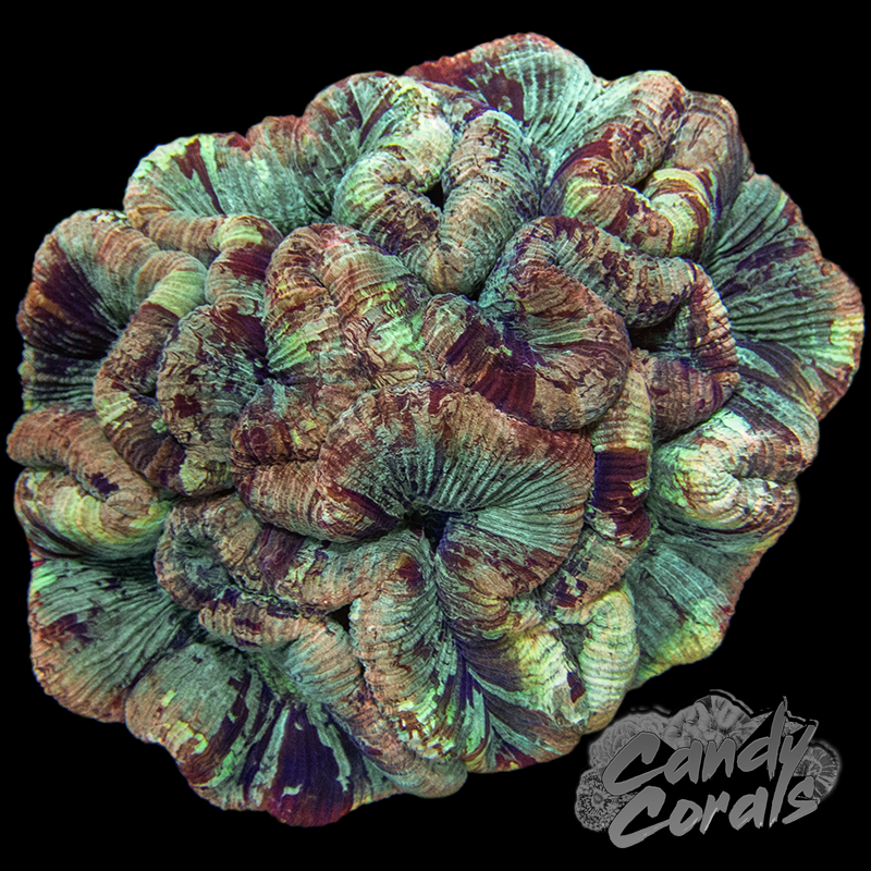 Rainbow Trachyphyllia WYSIWYG 37