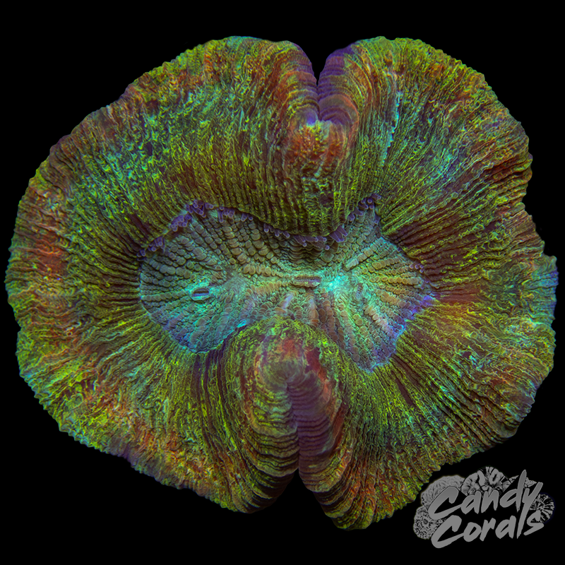 Rainbow Trachyphyllia WYSIWYG 80