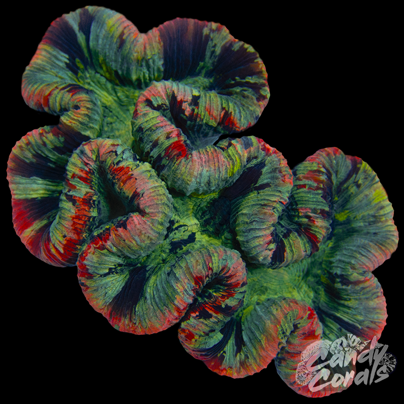 Rainbow Trachyphyllia WYSIWYG 24