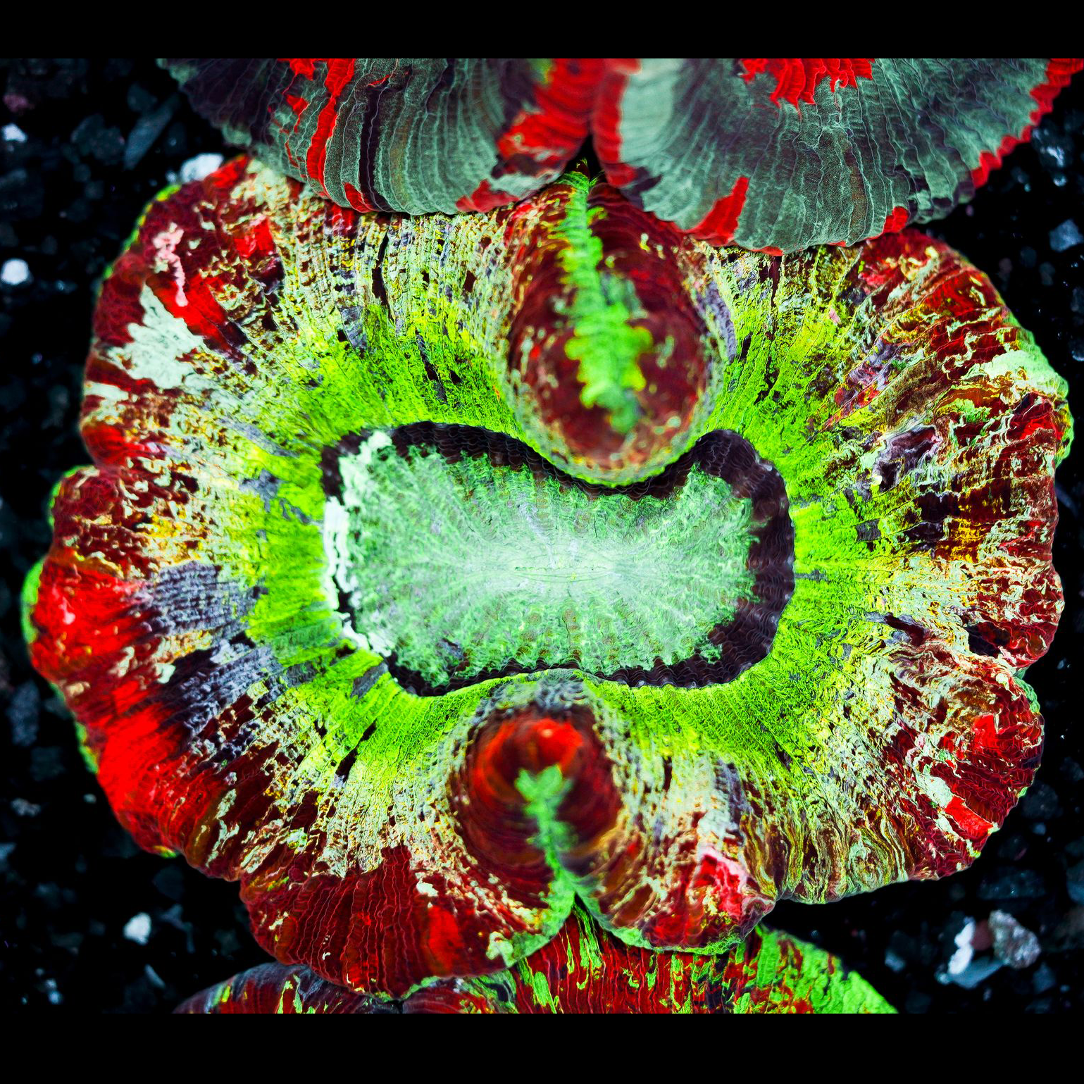 Ultra Rainbow Trachyphyllia WYSIWYG 13