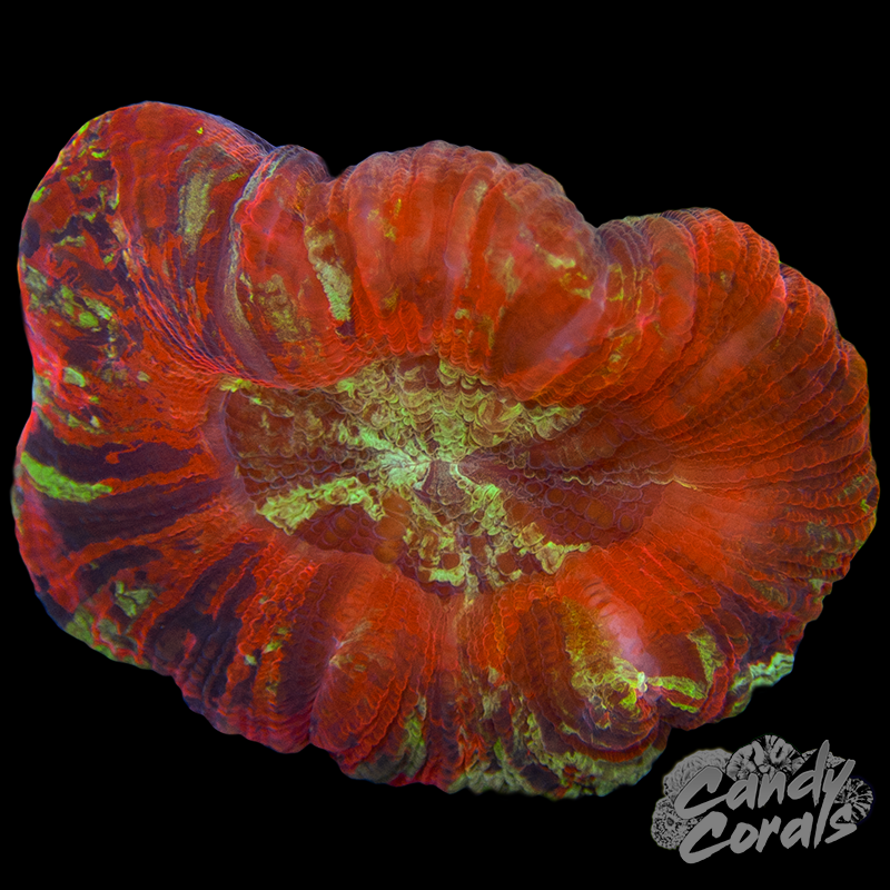 XS Rainbow Trachyphyllia WYSIWYG 18