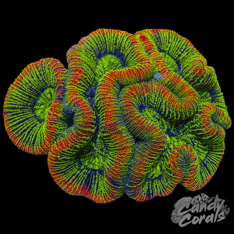 Aussie Rainbow Trachyphyllia WYSIWYG 92