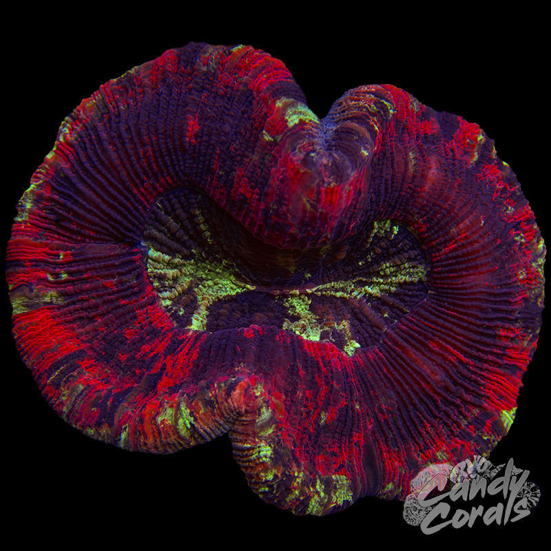 Rainbow Trachyphyllia WYSIWYG 84
